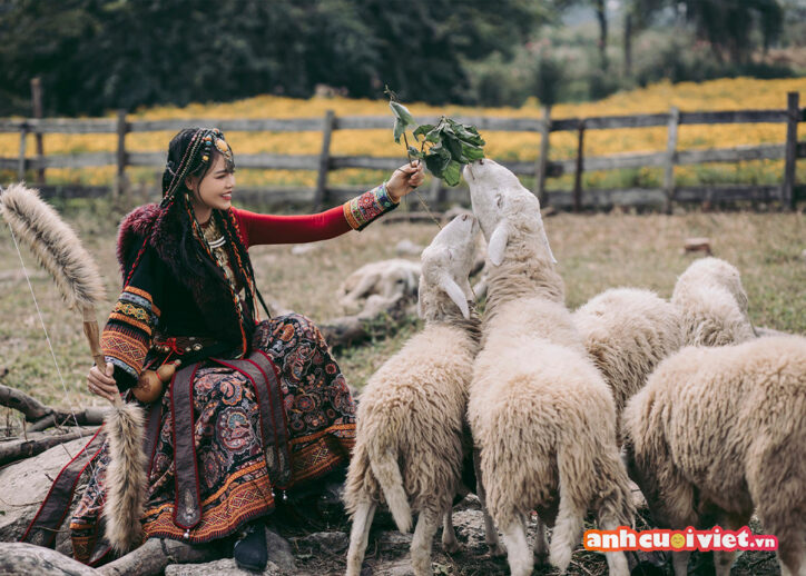 Chụp ảnh cô dâu theo phong cách du mục cùng với đàn cừu là lựa chọn đặc biệt