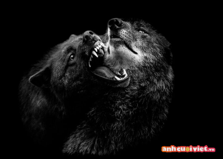 Bức ảnh của hai con sói với hàm răng nanh sắc nhọn và ánh mắt cực kỳ nguy hiểm. Khi để avatar ảnh này sẽ cho người khác thấy bạn là một người lạnh lùng, quyết đoán và mạnh mẽ như những chú sói này vậy. 