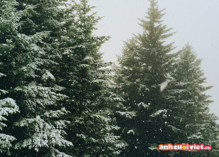 Hình ảnh cây thông đẹp tuyệt diệu vào thời tiết bắt đầu lạnh và có lớp tuyết mỏng đang bám trên những tán lá. 