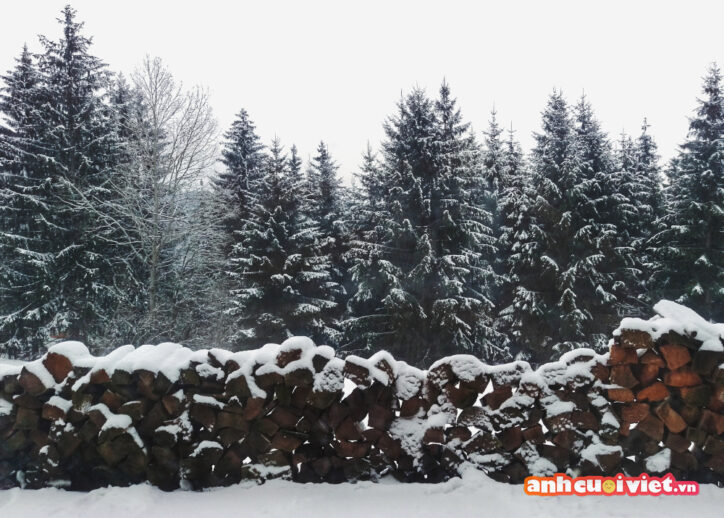 Mùa đông đến, ở những vùng đất có khí hậu khắc nghiệt thì sẽ thường có tuyết rơi. Hình ảnh cây thông và gỗ thông được bao phủ bởi lớp tuyết tuyết dày, đẹp như trong những bộ phim vậy. 