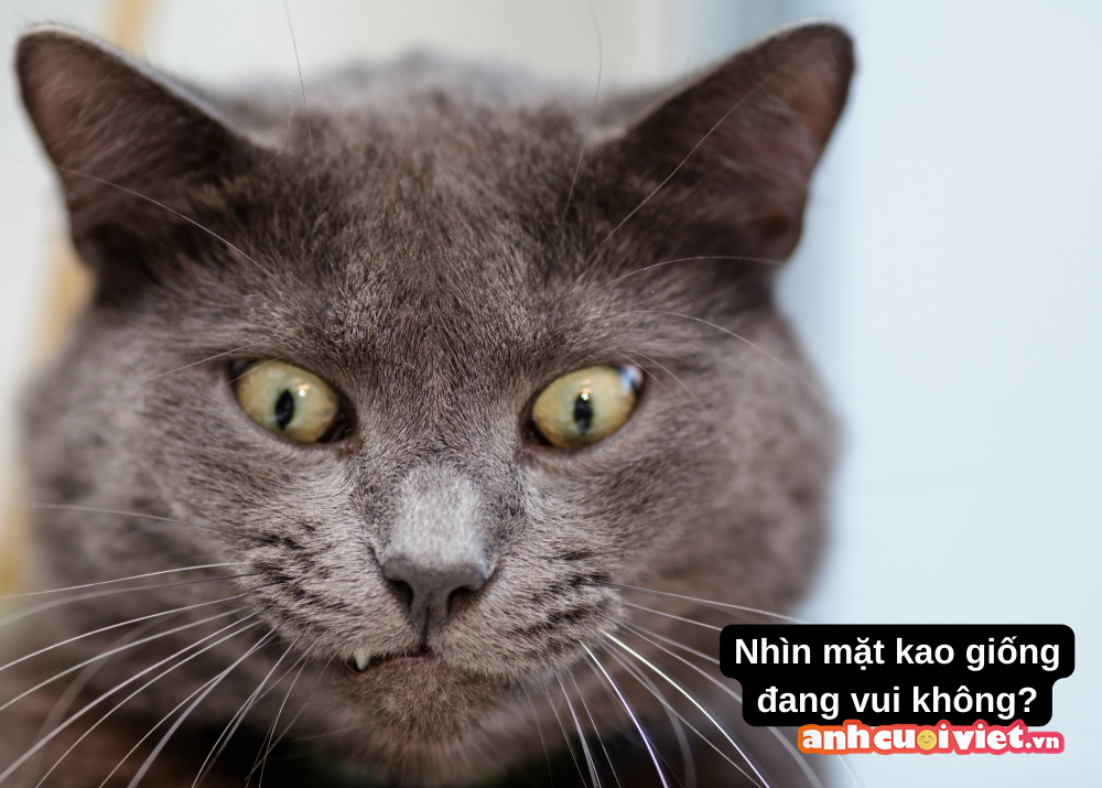 Top 99+ Meme Mèo Đáng Yêu, Ảnh Mèo Chế Siêu Hài Hước Mới Nhất | Ảnh Cười  Việt