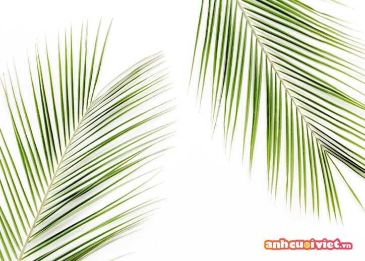 Thêm một background nền trắng lá xanh. Với những chiếc lá dừa này sẽ giúp cho bạn có một background thật mát mẻ để chụp ảnh với sản phẩm của mình
