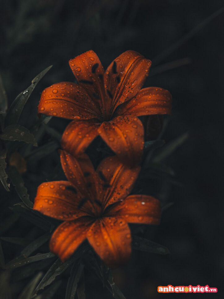 Ảnh chụp hoa ly cam chất lượng 4K sẽ mang cho bạn cảm giác bạn có thể chạm được vào bông hoa xinh đẹp đó. 