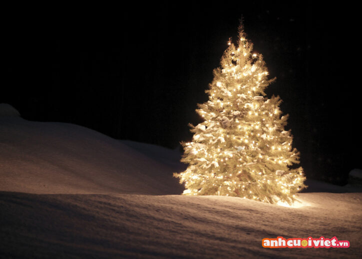 Ảnh nền về cây thông giáng sinh phát sáng trong nền tuyết trắng trong dịp lễ mừng Chúa