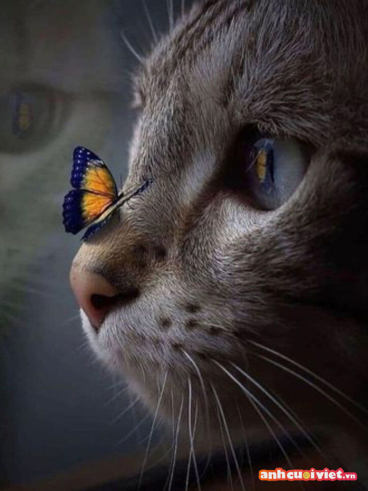 Mèo nhỏ xinh đẹp vui đùa cùng bướm. Hình nền iphone cho hội yêu mèo.
