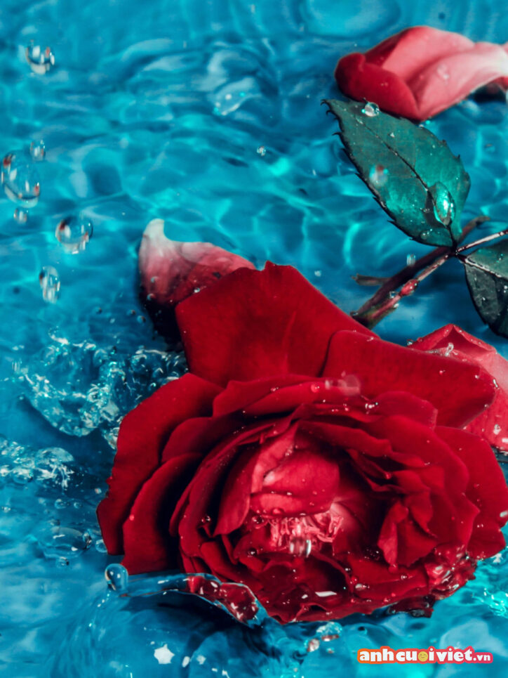 Làn nước xanh sóng sánh, dập dìu qua những cánh hoa hồng đỏ tươi, nhiếp ảnh gia thật có tài khi chụp được một bức ảnh rõ nét và đẹp đến thế này. 