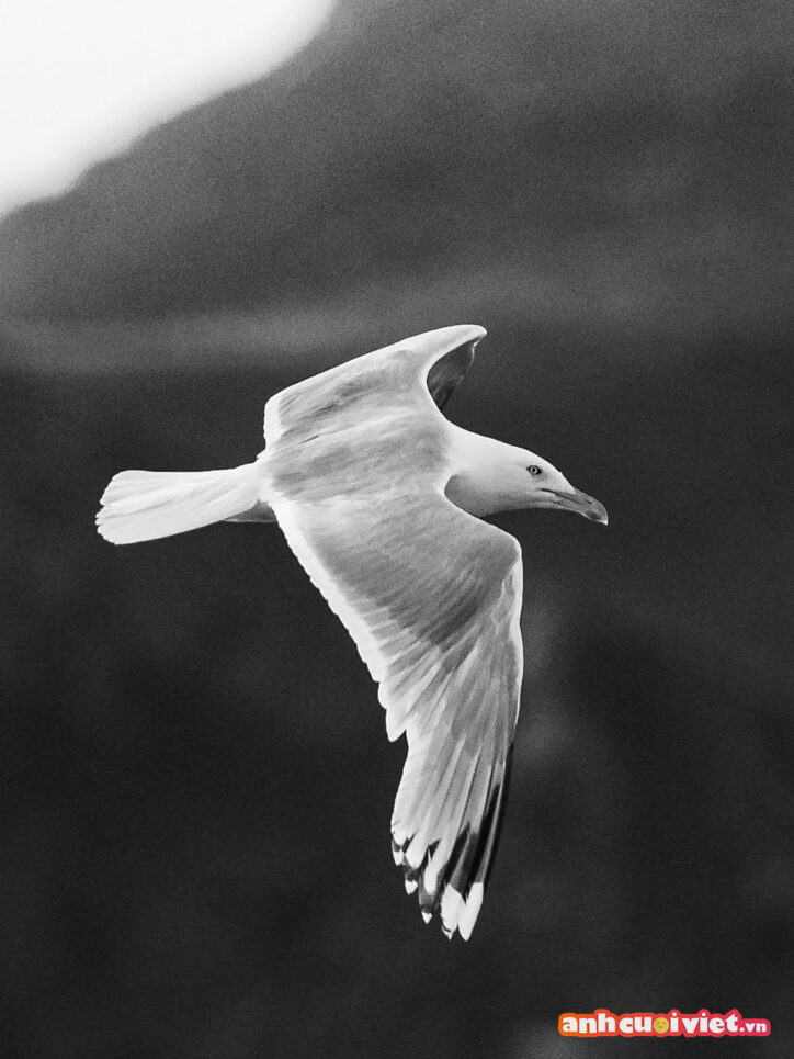 Nhiếp ảnh gia đã bắt được khoảnh khắc chú chim trắng sải rộng đôi cánh bay lượn trên bầu trời. 