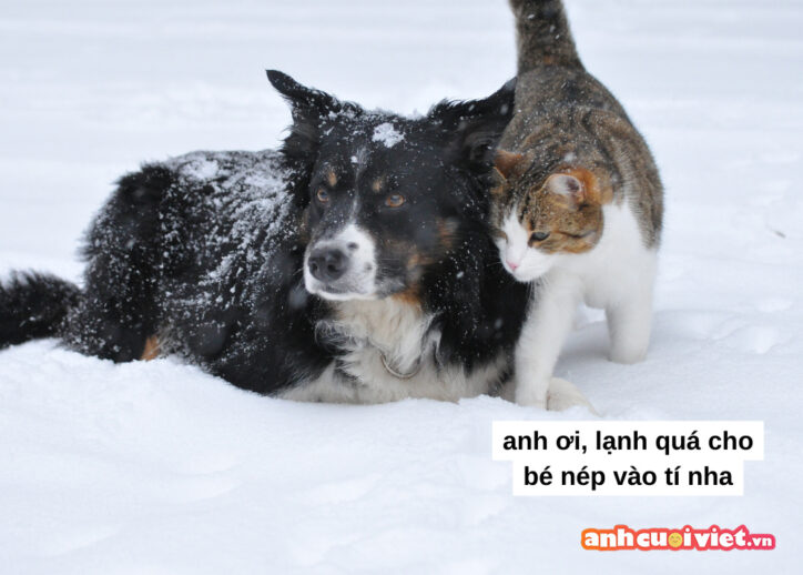 Hai đứa này trông thật đáng yêu, mùa đông rất lạnh nên em mèo hay thích nép vào người anh chó để ấm hơn.