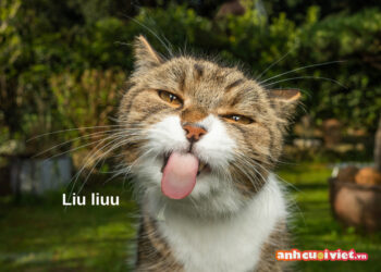 ảnh TOP 99+ meme mèo đáng yêu, ảnh mèo chế siêu hài hước mới nhất