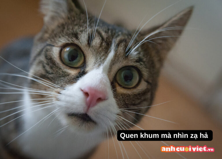 TOP 99+ meme mèo đáng yêu, ảnh mèo chế siêu hài hước mới nhất | Ảnh ...