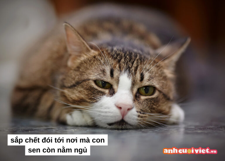 TOP 99+ meme mèo đáng yêu, ảnh mèo chế siêu hài hước mới nhất | Ảnh ...