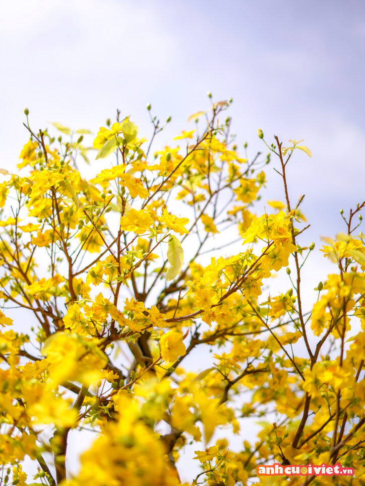 Cây mai vàng nở rực rỡ cả một góc trời, những cánh hoa nhảy nhót dưới nắng vàng ấm áp. Hình ảnh hoa mai này sẽ là hình nền động tết đẹp và được ưa chuộng nhất cho màu tết năm nay. 