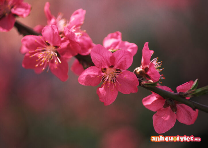 Nhiếp ảnh gia đã chụp cành hoa đào nở rộ, khoe sắc thắm dưới ánh nắng mùa xuân với chất lượng hình ảnh cực cao, mãn nhãn cho người xem. 