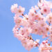 Top 77 hình nền hoa đào đẹp nhất cho năm mới may mắn
