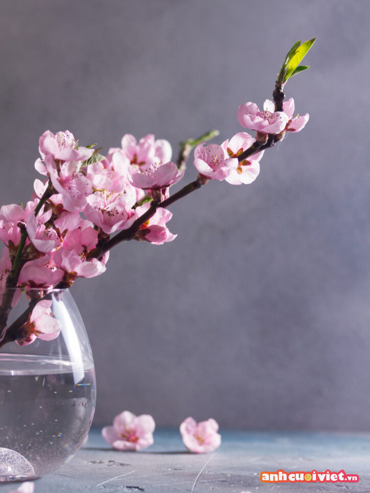 Hãy đổi mới chiếc điện thoại của bạn bằng những hình nền hoa đào hoa mai này để đón chào một năm mới thật vui vẻ và hạnh phúc nhé. 