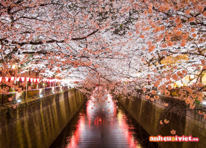 Ai cũng biết Nhật Bản là xứ sở hoa anh đào. Mỗi độ xuân đến thì các con phố sẽ tràn ngập sắc hồng của hoa anh đào mang một phong cảnh đẹp mãn nhãn. 