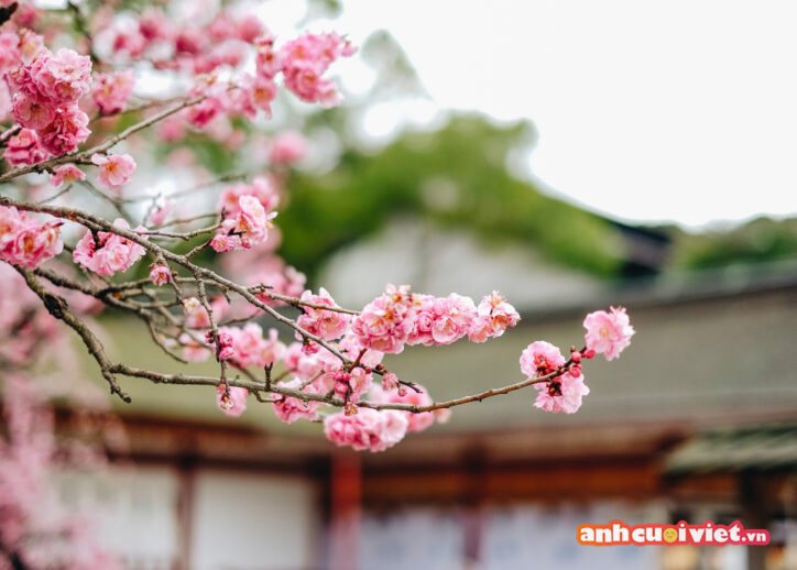 Hình nền hoa tết, hoa anh đào Nhật Bản cực đẹp. 