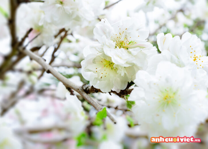 Hoa đào trắng có vẻ đẹp trong trẻo, thuần khiết và mang cảm giác bình yên cho tâm hồn. 