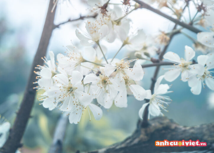 Hình ảnh nền Happy new year 2023 hoa đào trắng đẹp tinh khôi trong làn sương mờ của mùa xuân