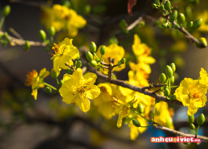 Những cánh hoa mỏng manh, mềm mại với sắc vàng tươi tắn được nhiếp ảnh gia chụp lại. Đây sẽ là hình nền hoa mai ngày tết đẹp nhất mà bạn từng thấy. 