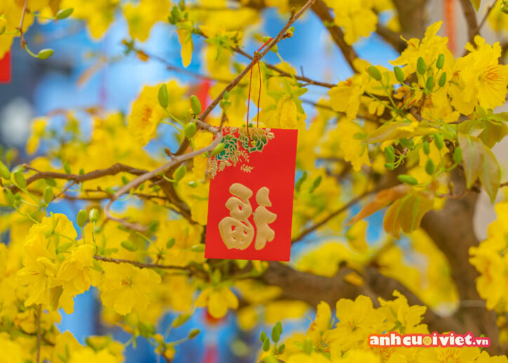 Hình nền HD chúc mừng năm mới có mai vàng và phong bì đỏ giúp bạn đón nhận tài lộc và may mắn trong những ngày cuối năm và đầu năm