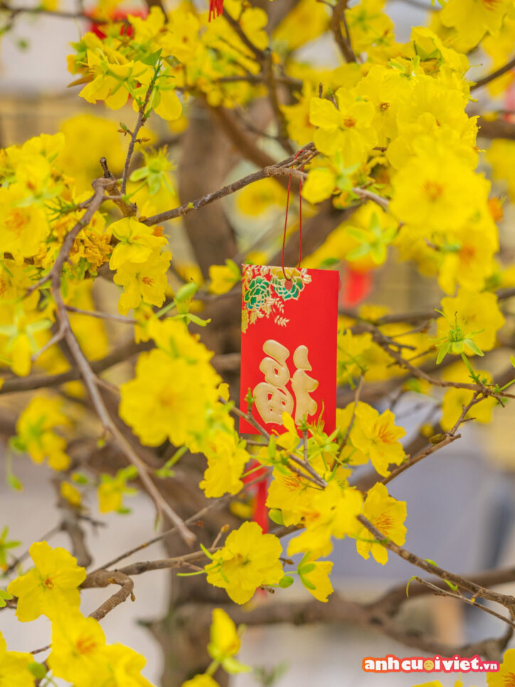 Bao lì xì đỏ trên nền hoa mai trang trí sẽ làm điện thoại của bạn tràn ngập không khí mùa xuân rộn ràng về