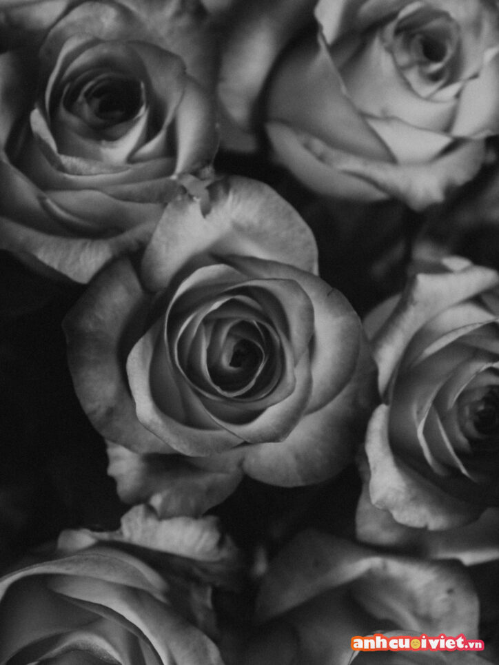 Những bông hoa hồng được chụp và chỉnh theo tông màu trắng đen tạo sự huyền bí và ma mị. 