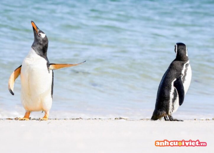 2 chú chim cánh cụt này có vẻ đang giân hờn nhau vì chuyện gì đó. 
