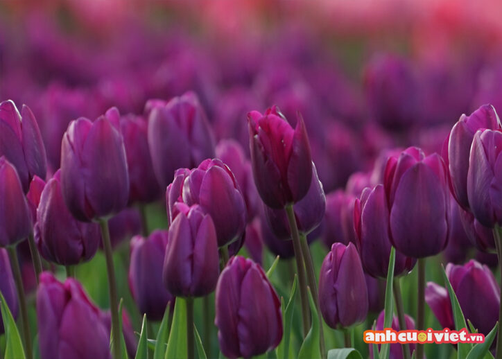 Màu tím mộng mơ, đằm thắm của hoa tulip đã làm rực rỡ cả một góc trời. Những ai yêu thích hoa thì không nên bỏ qua hình nền này.