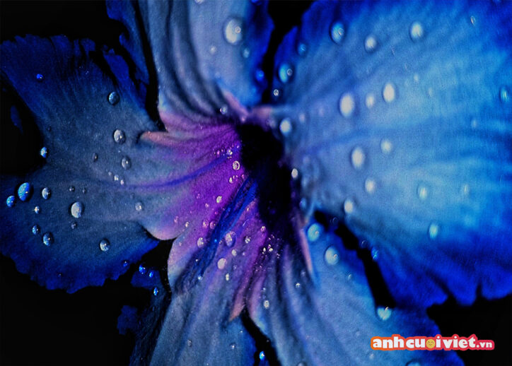 Màu xanh của hoa lạ mắt, nổi bật, được chụp cận cảnh, độ phân giải cao cực mãn nhãn.