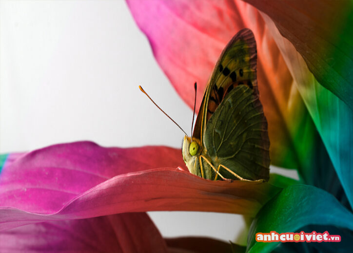 Hình nền máy tính chất lượng cao, hình ảnh chú bướm đậu trên lá cực sắc nét, siêu chân thực.