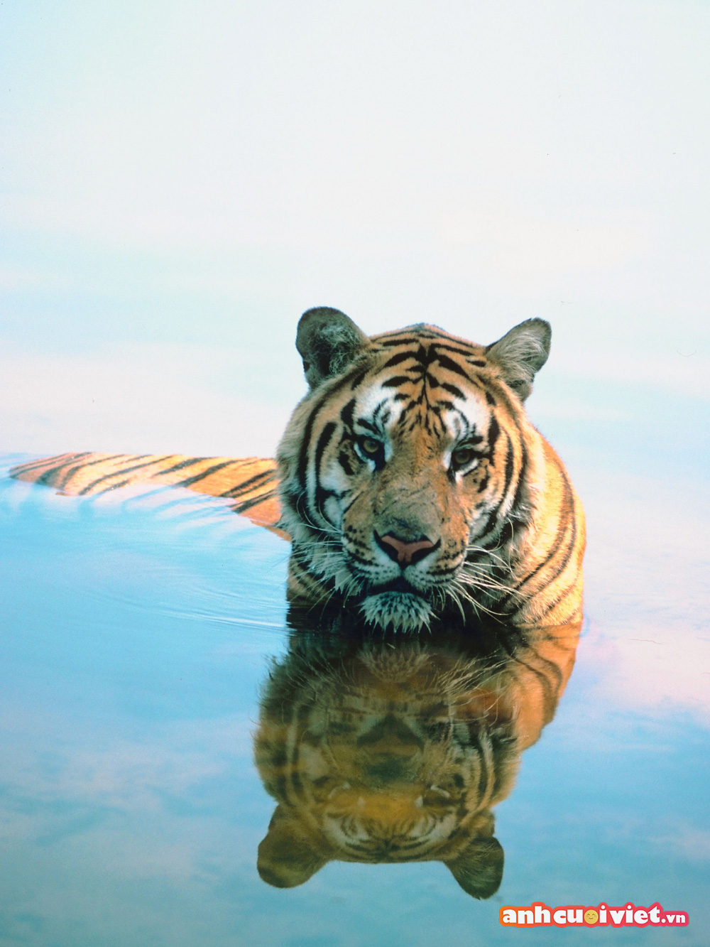 Chi tiết 97 hình nền con hổ 3d tuyệt vời nhất thdonghoadian