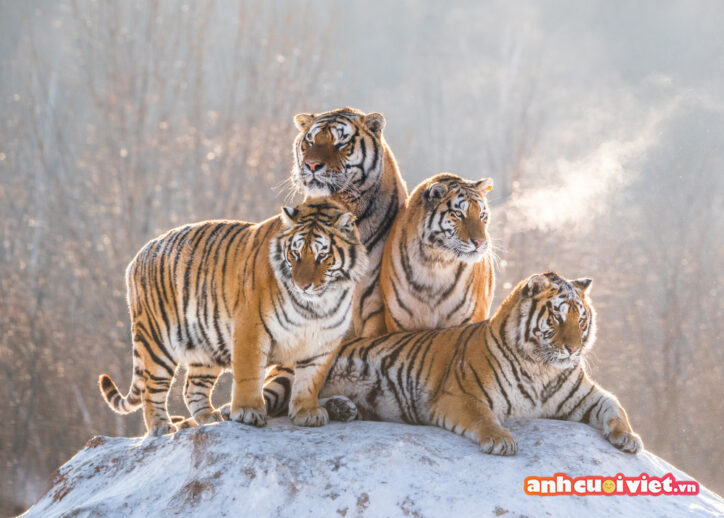 Gia đình hổ đang sưởi ấm dưới ánh nắng trong mùa đông lạnh giá. 